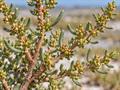 معرفی و نگهداری سوئدا فروتیکوسا (Shrubby Seablite)
